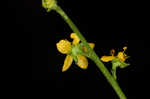 Beaked agrimony